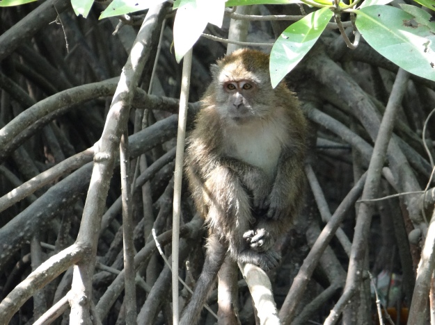 macaque hiding in the mangrove